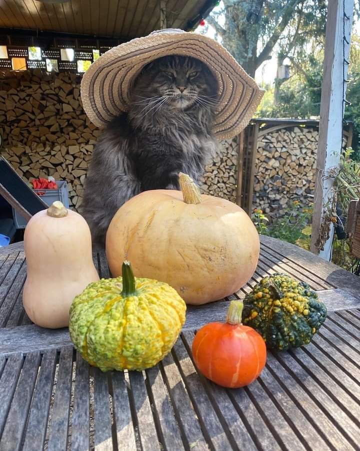 Mustachioed Farmer - cat, Farmer, Pumpkin, Straw hat