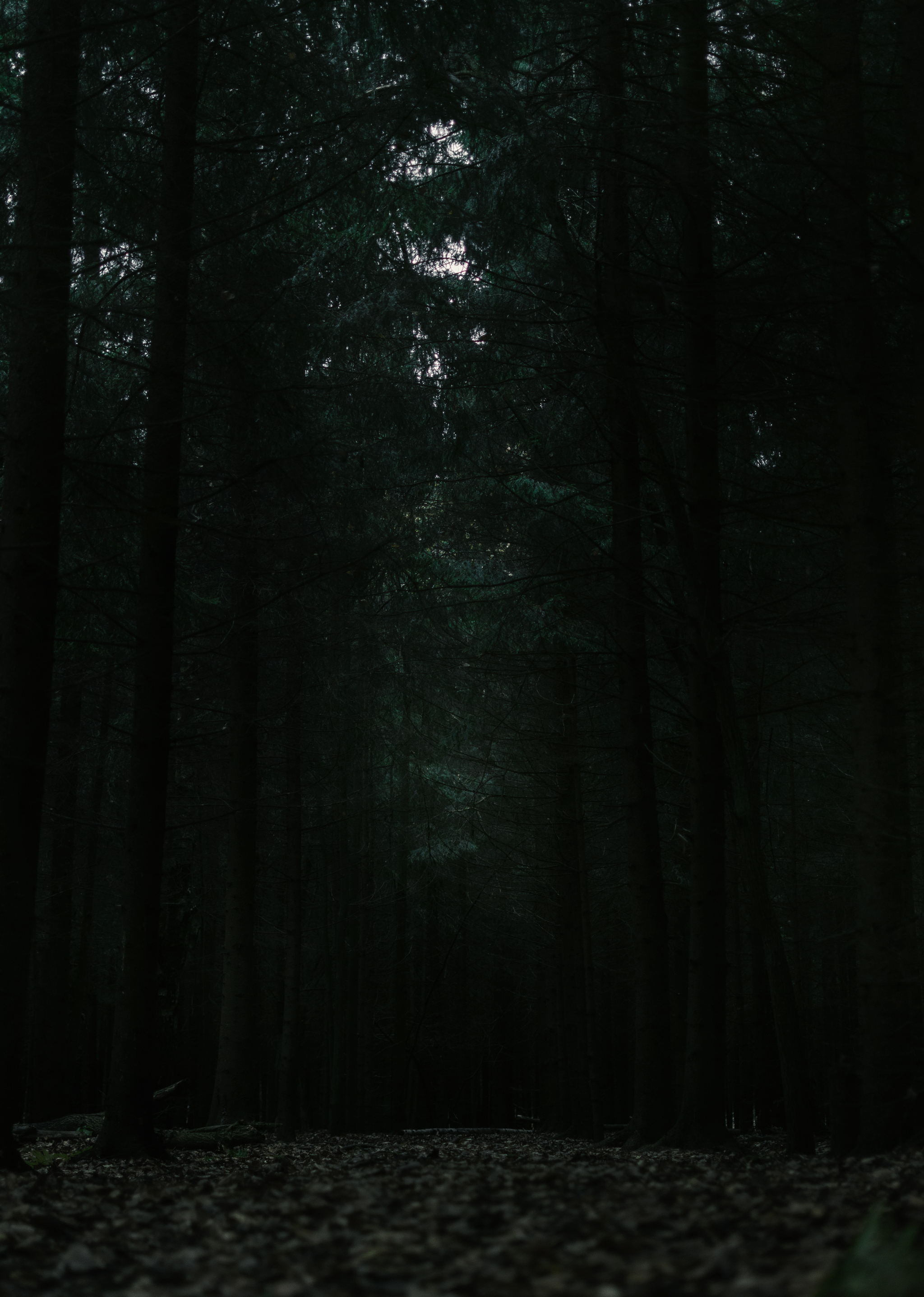 Лес мрак. Таинственные пейзажи. Готический пейзаж. Аллея тьмы. Мистические пейзажи.