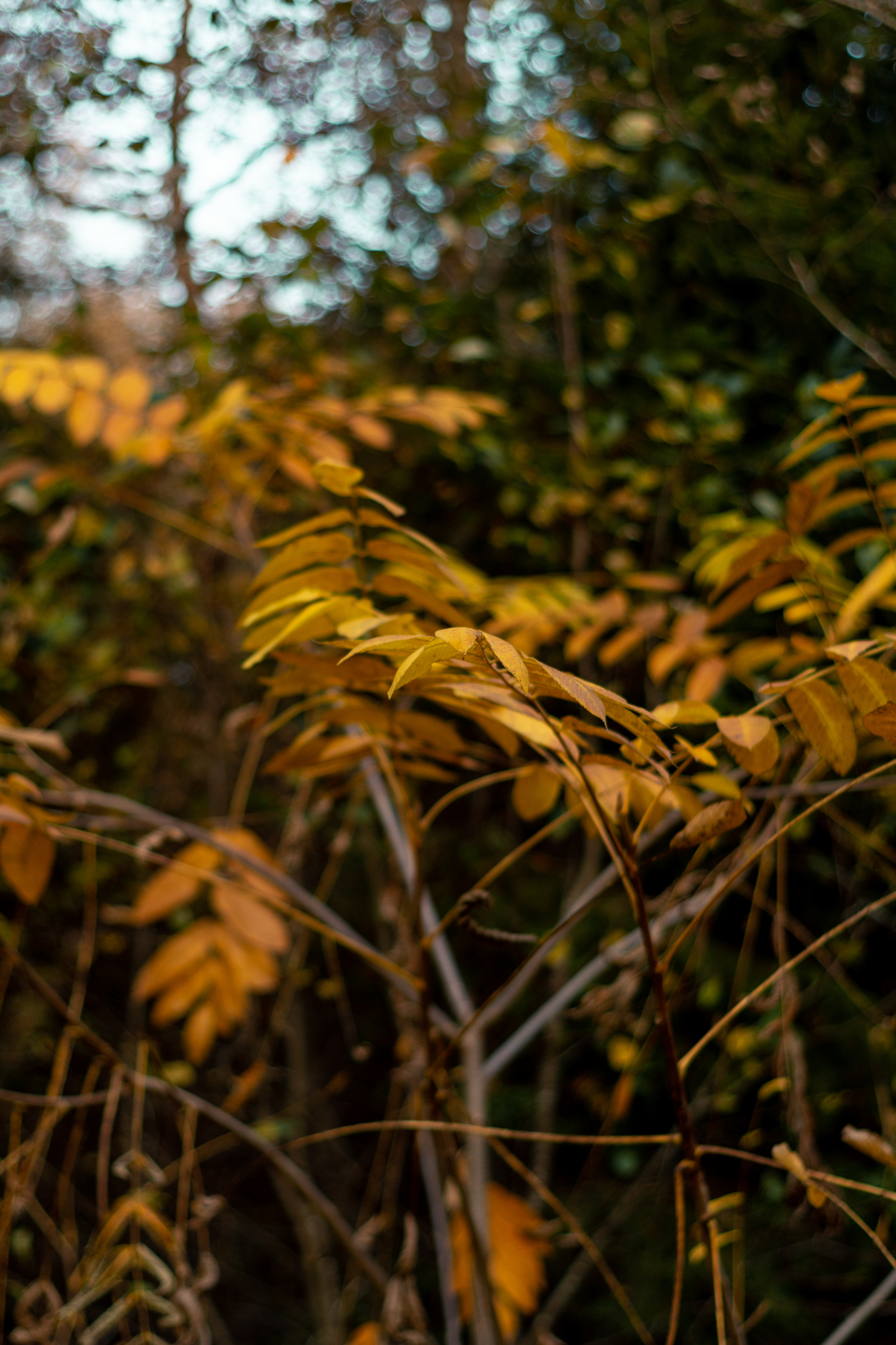 Forest details - My, Forest, Walk in the woods, Nature, Leningrad region, The photo, Nikon, Tree, Longpost, Saint Petersburg, Lindulovskaya grove, Eco-trail