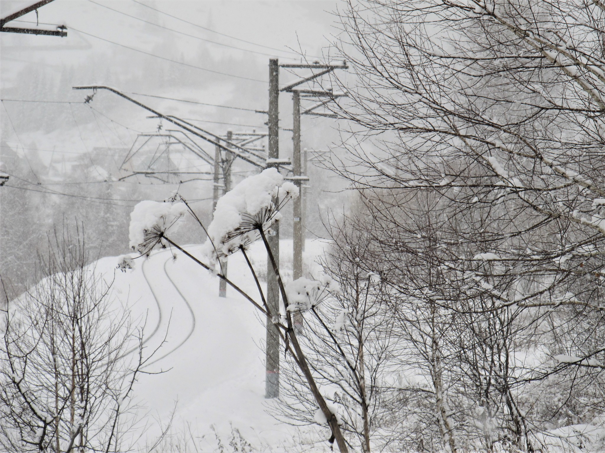 Turned white - My, The winter is coming, Snow, Dog, Labrador, Walk, Video, Longpost