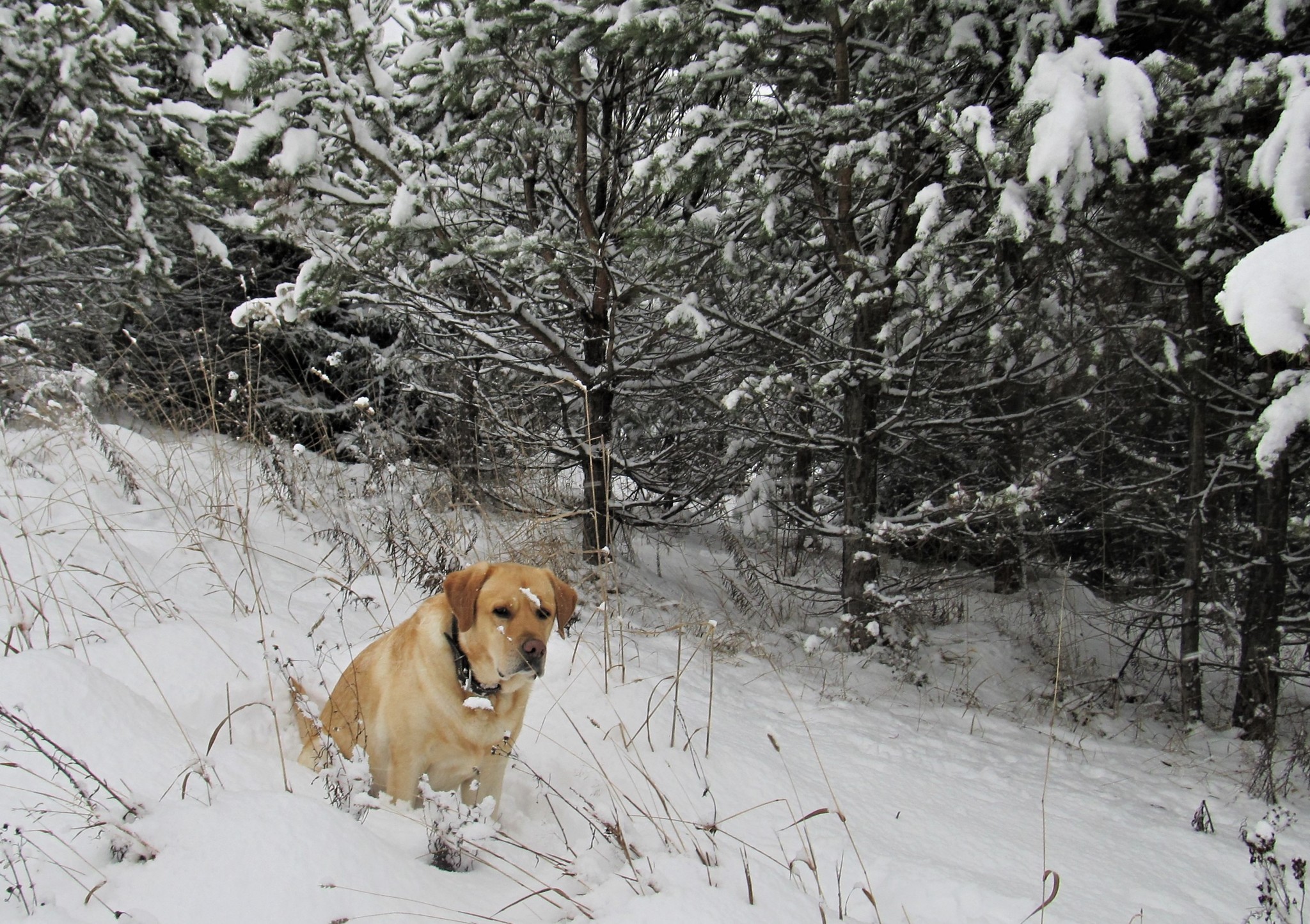 Turned white - My, The winter is coming, Snow, Dog, Labrador, Walk, Video, Longpost