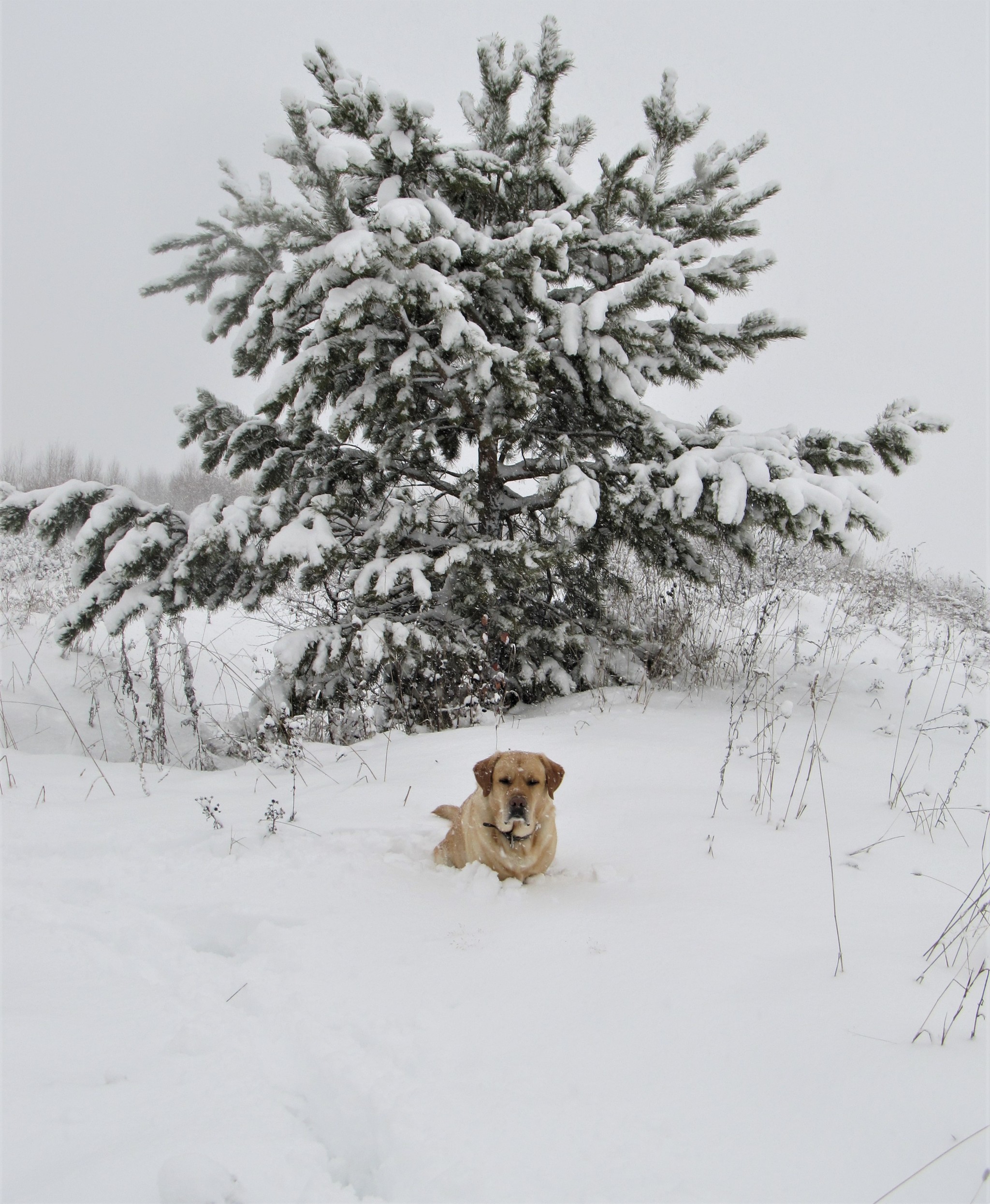 Turned white - My, The winter is coming, Snow, Dog, Labrador, Walk, Video, Longpost