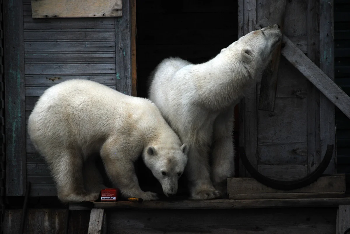 How people in the Arctic protect themselves from bears - Nature, Arctic, Yandex Zen, Video, Longpost, Polar bear, The Bears, WWF