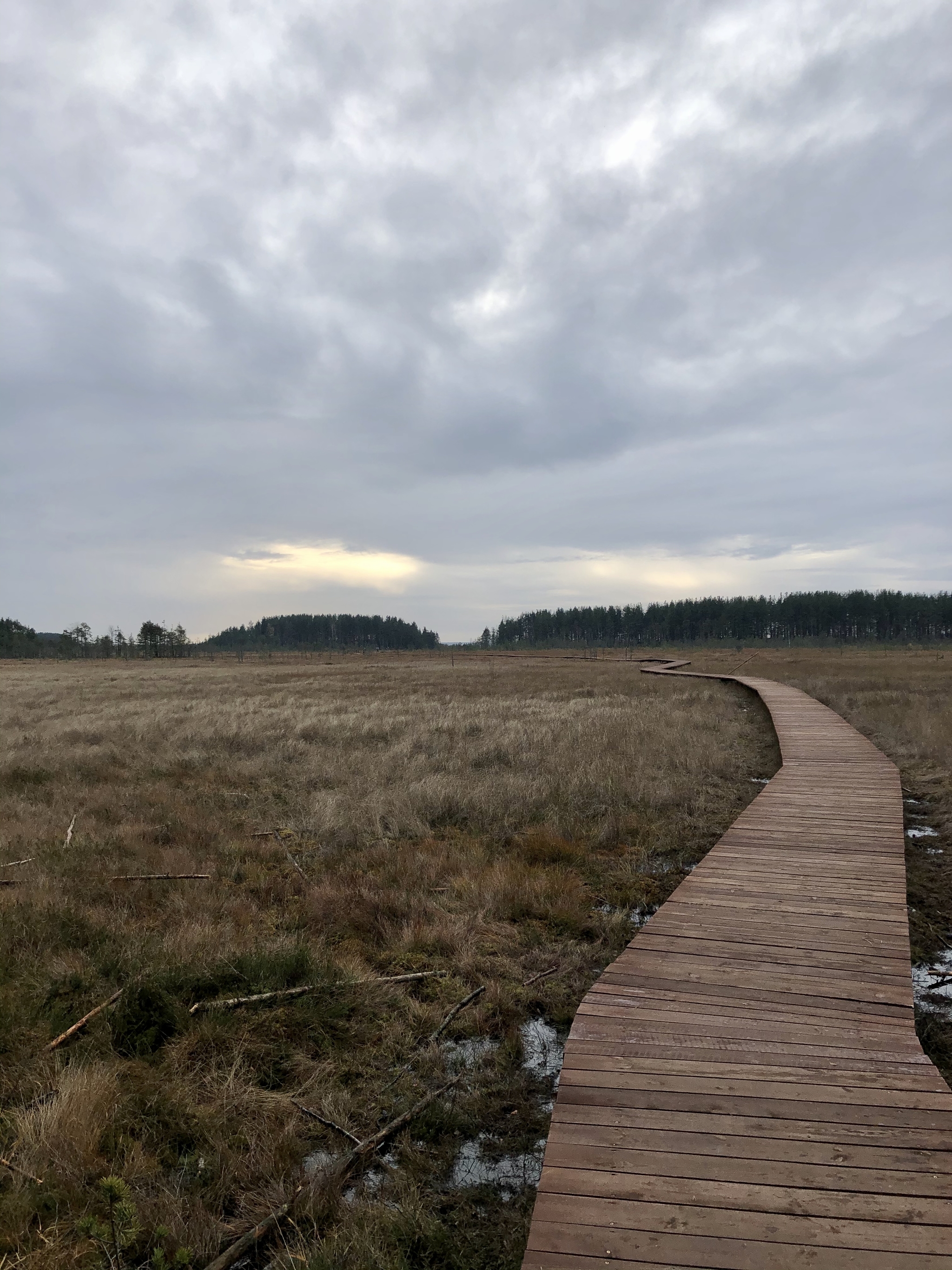 Sestroretsk swamp - My, Sestroretsk, where to go, Walk, Eco-trail, Longpost