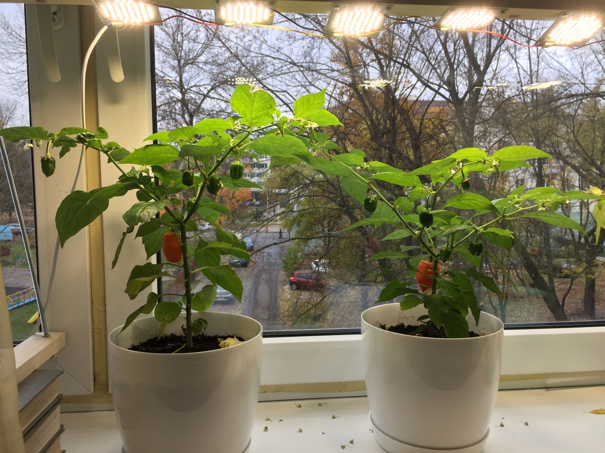 First harvest - My, Pepper, Growing, Pepper farming