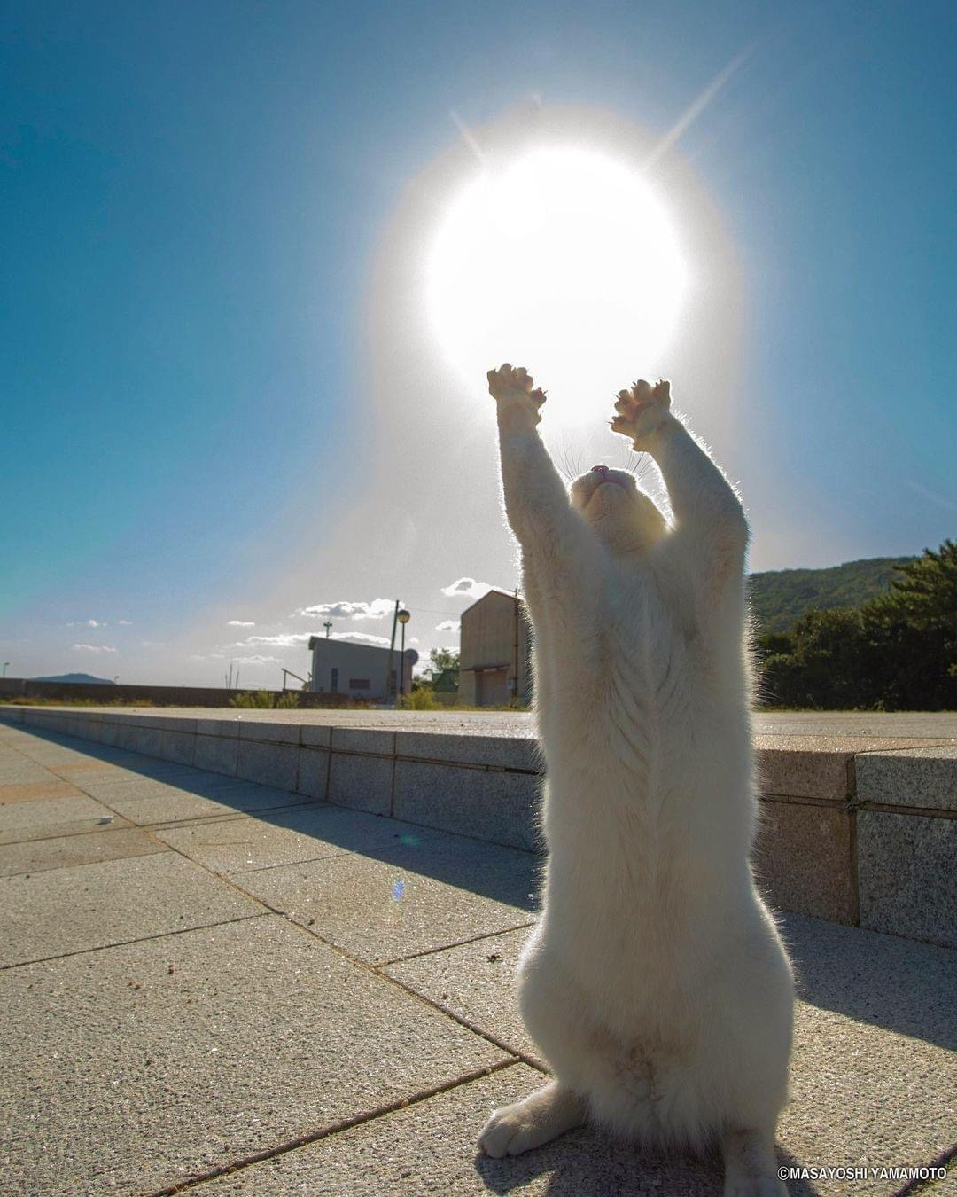 Craving for the sun) - cat, The sun, Milota