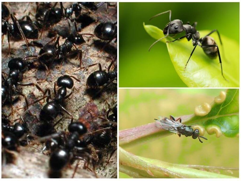 Types of ants in Russia and the world - Ants, Insects, Longpost