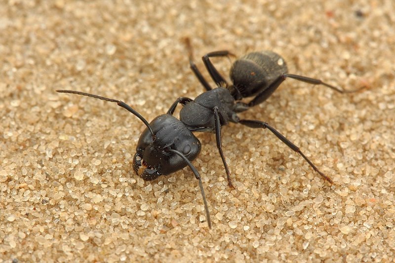 Types of ants in Russia and the world - Ants, Insects, Longpost