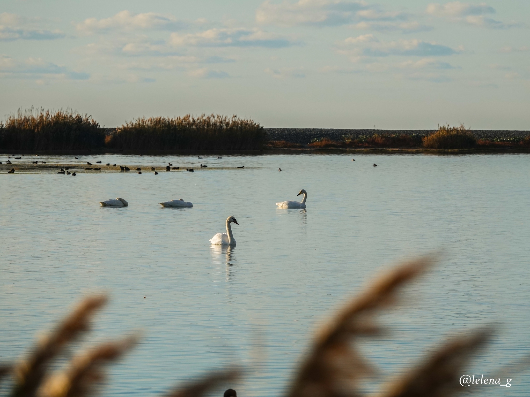 14, 15, 16 microdistrict and the Palace of Olympic Sports - My, Longpost, Novorossiysk, Краснодарский Край, Kuban, Lagoon, Nature, Ecology, Protection of Nature, Activists, civil position, Story, Real life story, Text, Article, A life, Correspondence, Officials, Lawlessness, Negative