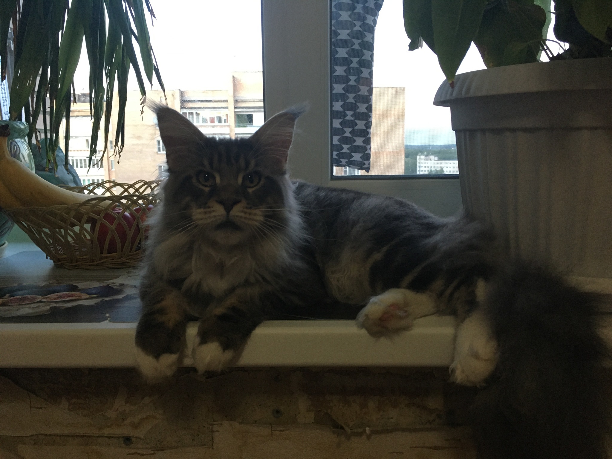 Now I have cat #3 - My, cat, Maine Coon, Pets, The photo, Longpost