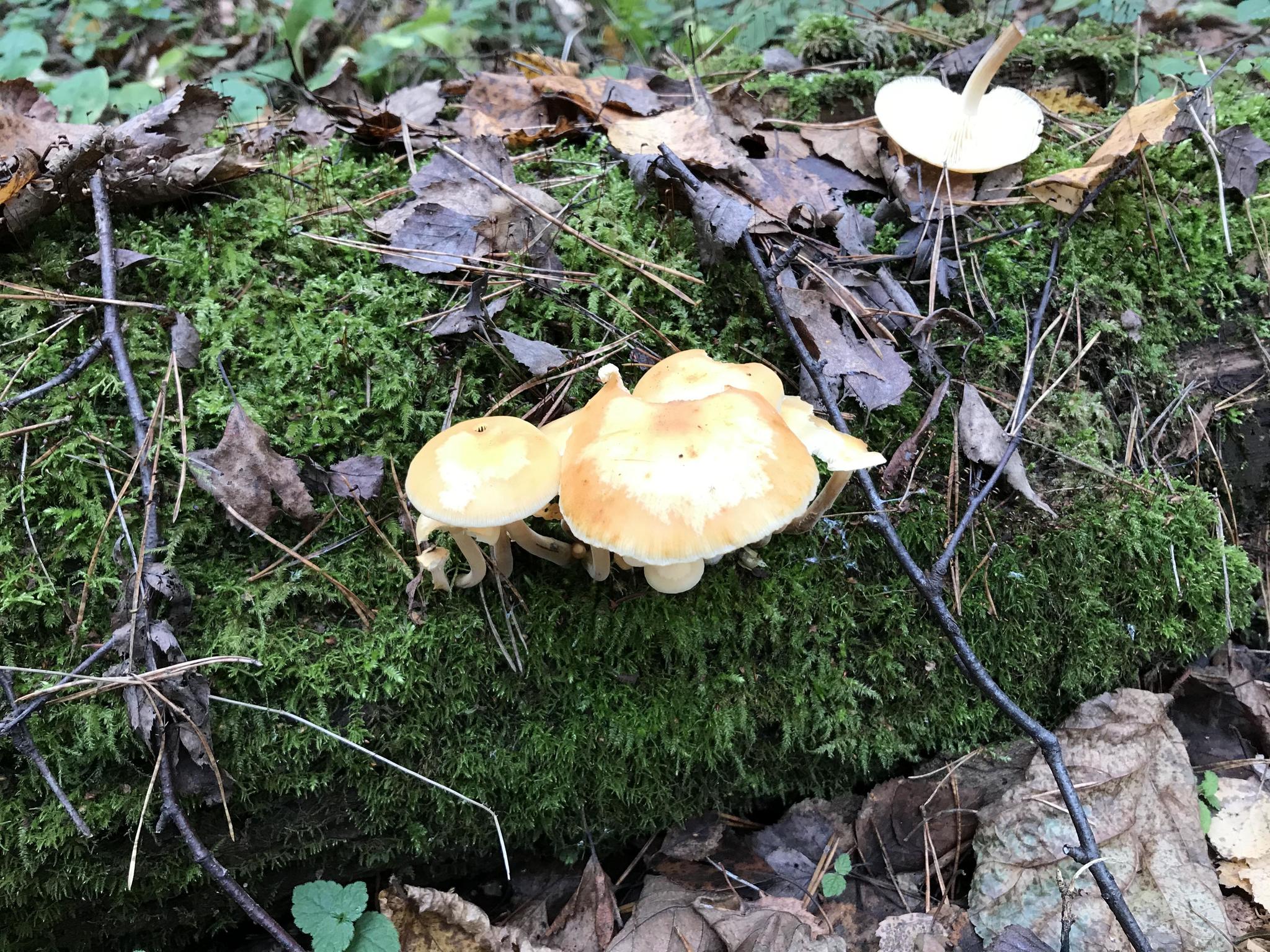 What kind of mushrooms? - My, Mushrooms, Honey mushrooms, Silent hunt, Mushroom pickers, Mushroom season, Longpost