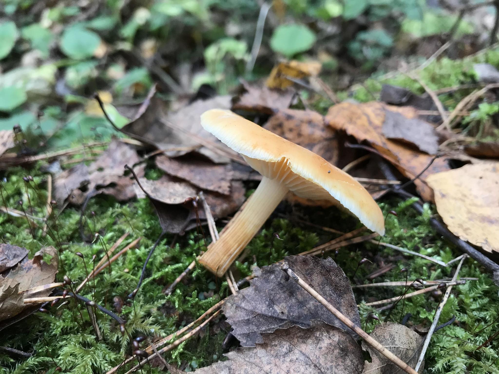 What kind of mushrooms? - My, Mushrooms, Honey mushrooms, Silent hunt, Mushroom pickers, Mushroom season, Longpost