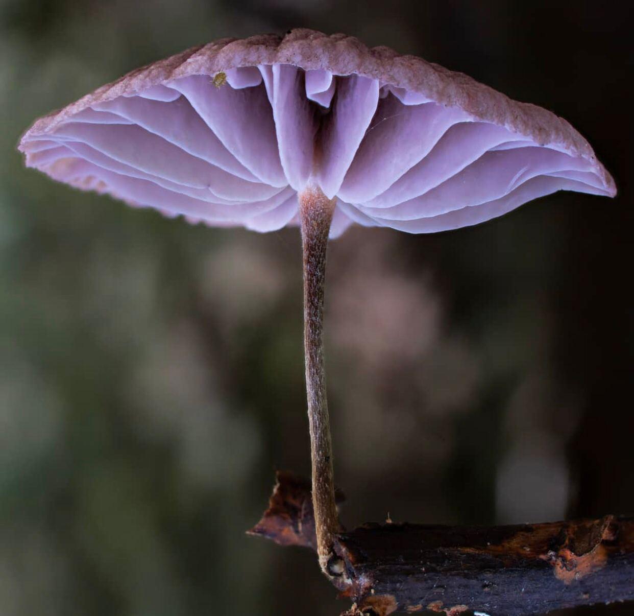 Mushroom Kingdom - Mushrooms, Mycelium, Mycology, Longpost