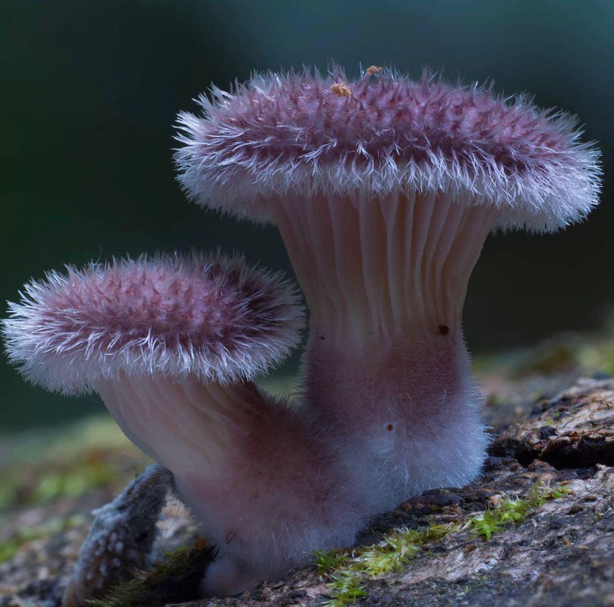 Mushroom Kingdom - Mushrooms, Mycelium, Mycology, Longpost