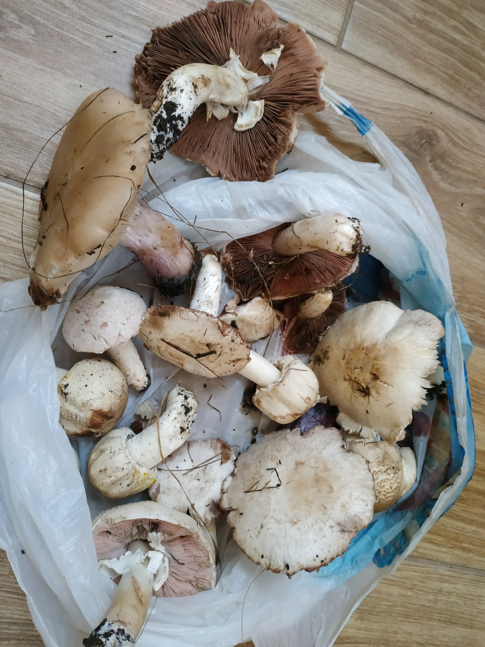 I found mushrooms in the forest near my house. Are they edible? - My, Mushrooms, Mushroom pickers