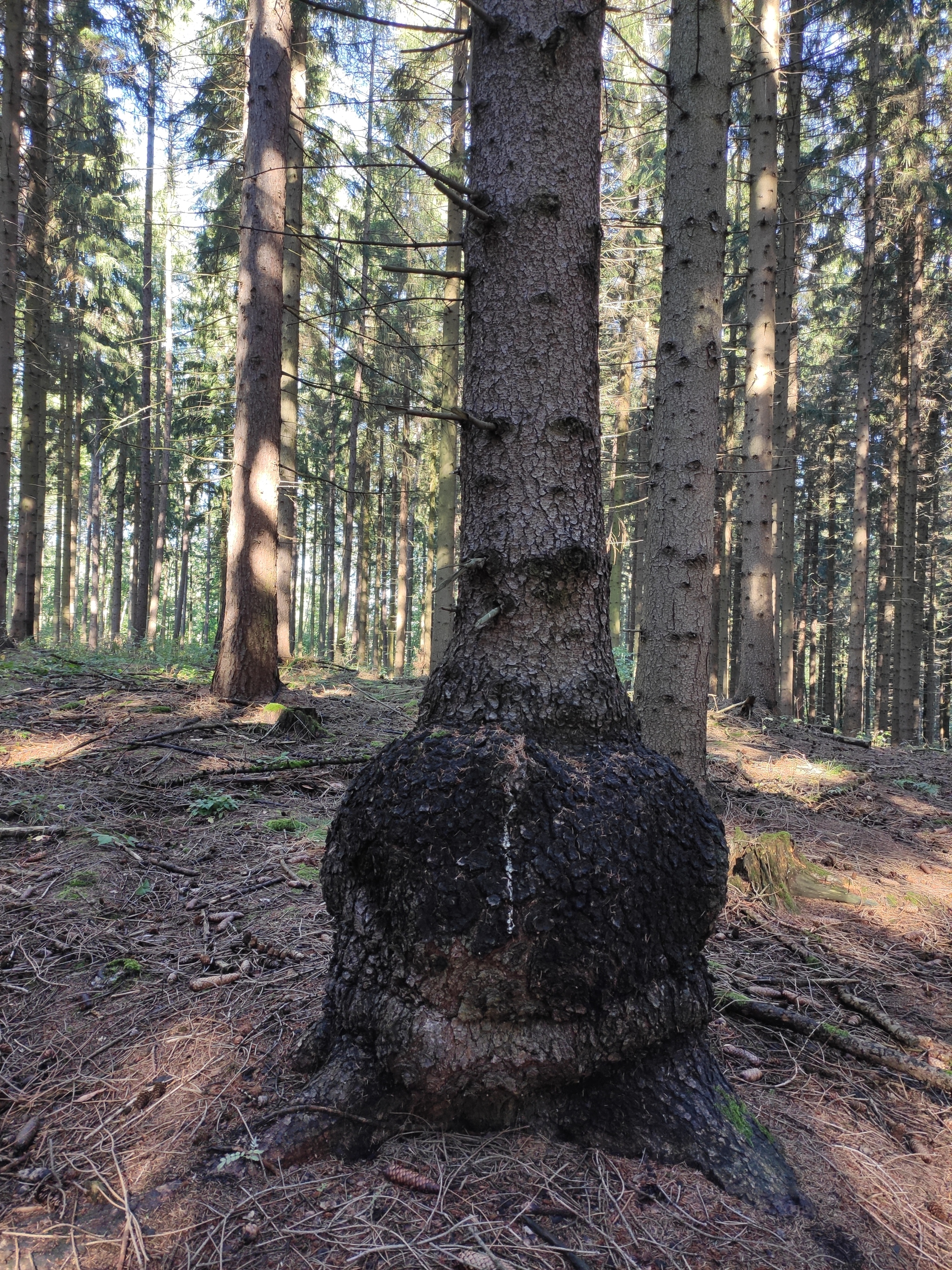 Walk in the autumn Saxon forest - My, Forest, Saxony, Photo on sneaker, Honey mushrooms, Longpost, Autumn