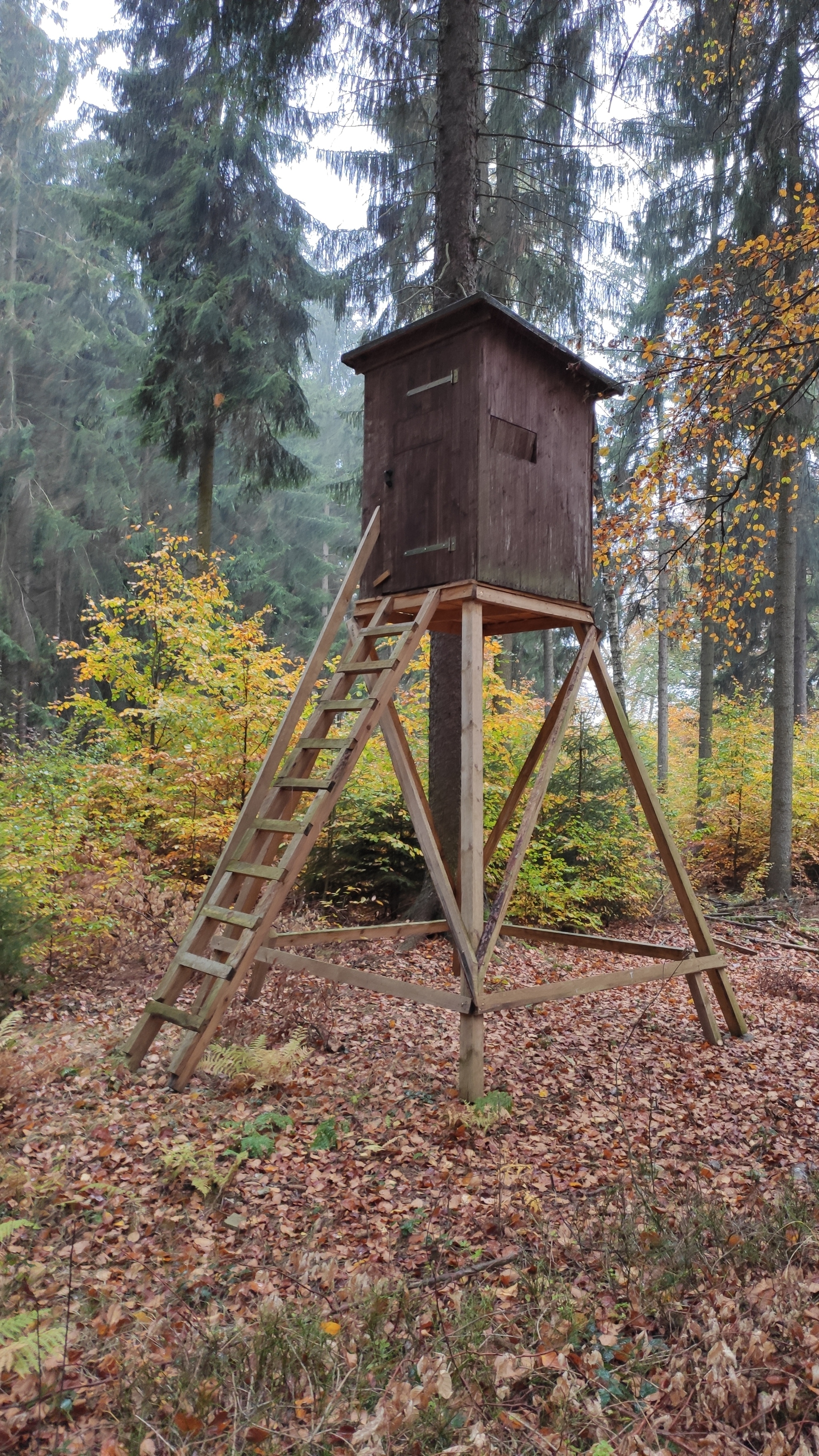 Walk in the autumn Saxon forest - My, Forest, Saxony, Photo on sneaker, Honey mushrooms, Longpost, Autumn