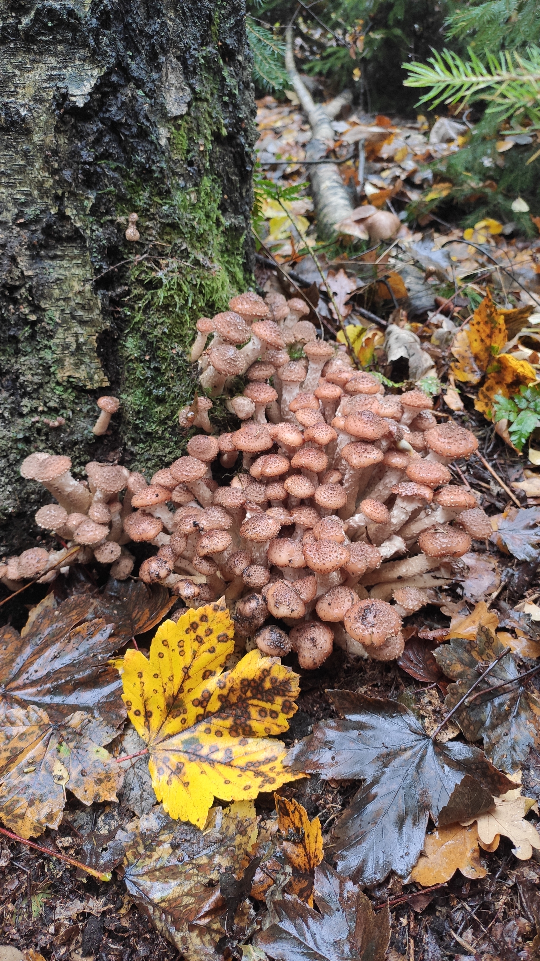 Walk in the autumn Saxon forest - My, Forest, Saxony, Photo on sneaker, Honey mushrooms, Longpost, Autumn