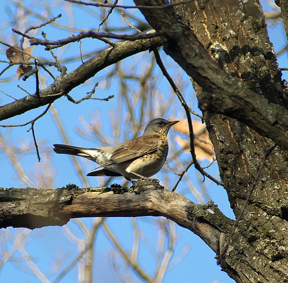 DIFFERENT BIRDS - 3 - My, Ornithology, Birds, Nature, Schelkovo, Moscow region, Hobby, Photo hunting, Longpost