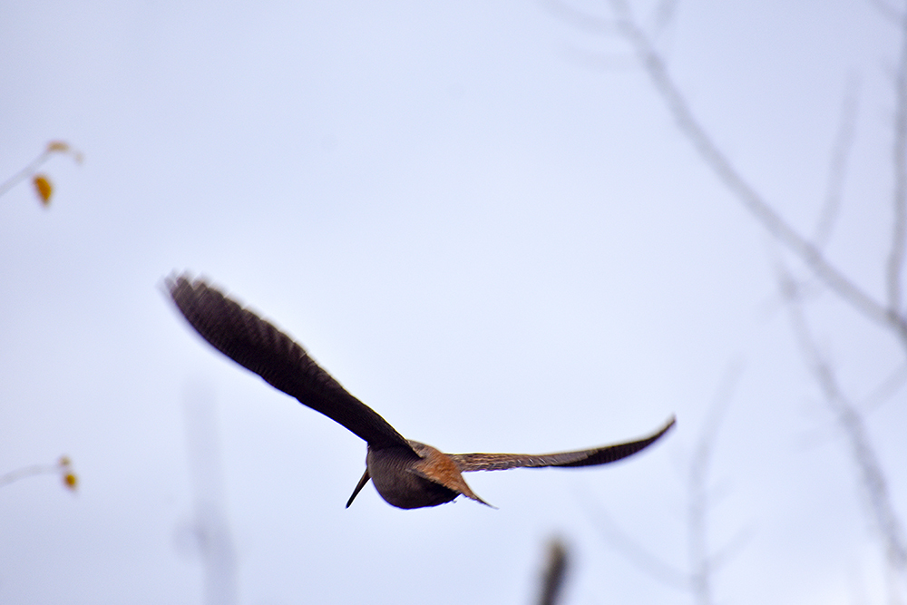 DIFFERENT BIRDS - 3 - My, Ornithology, Birds, Nature, Schelkovo, Moscow region, Hobby, Photo hunting, Longpost