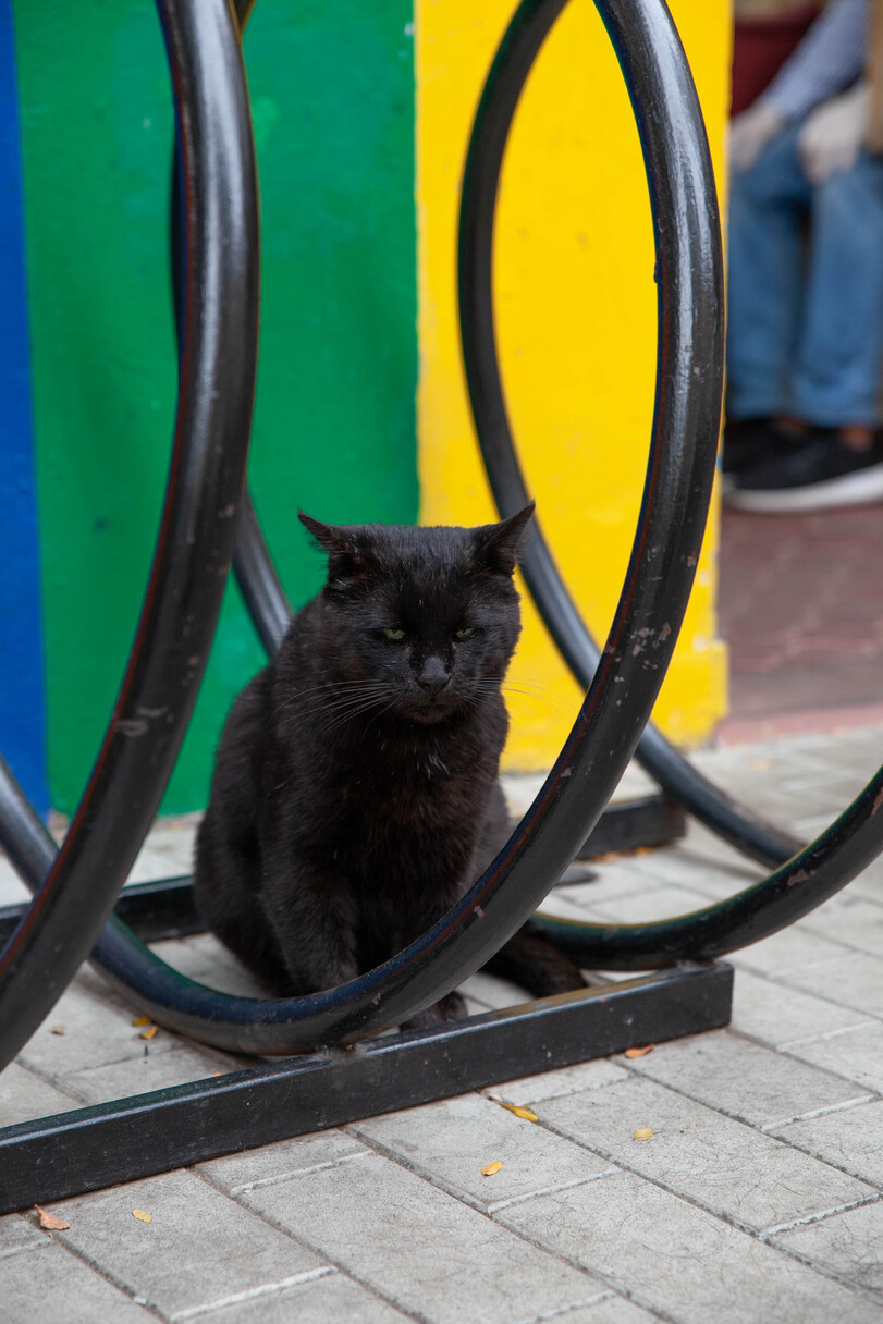 Black seasoned. [ Odessa, Ukraine. ] - cat, Joyreactor, Odessa, The photo, Longpost, Black cat