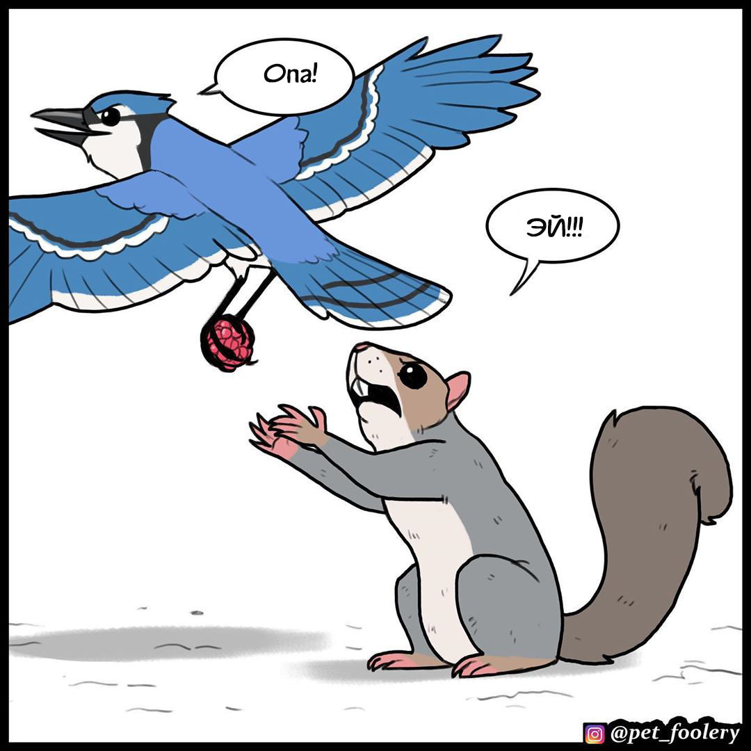 Oops! - Pet foolery, Comics, Squirrel, Longpost