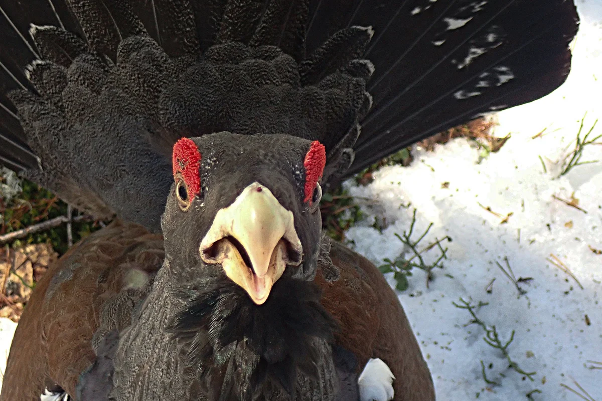 How wood grouse live: some interesting facts about forest “vocalists” - Wood grouse, Birds, Animals, Yandex Zen, Longpost