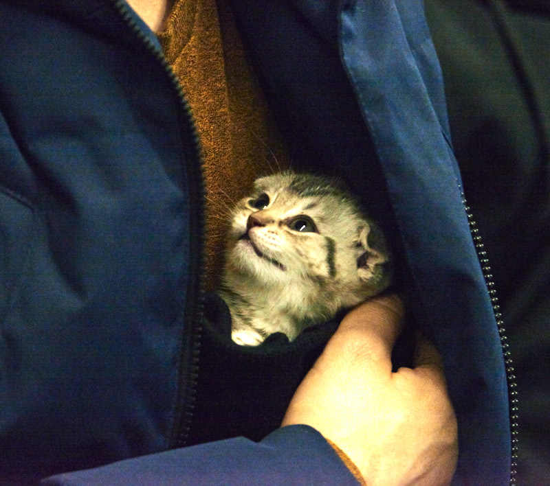 New guy - My, cat, Yekaterinburg, Metro, Longpost