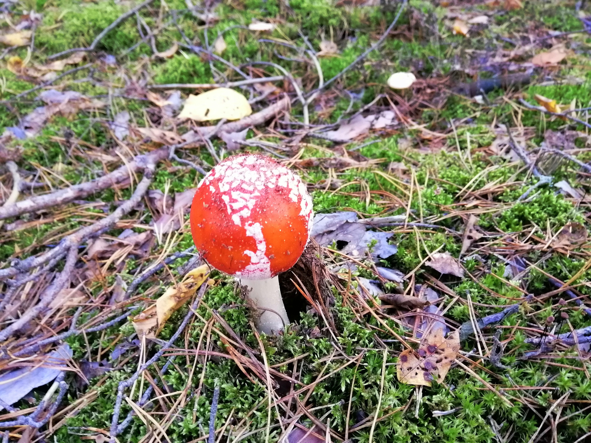 How we walked through fly agarics - My, Kiev, Mushrooms, Fly agaric, Pushcha voditsa, Silent hunt, Longpost