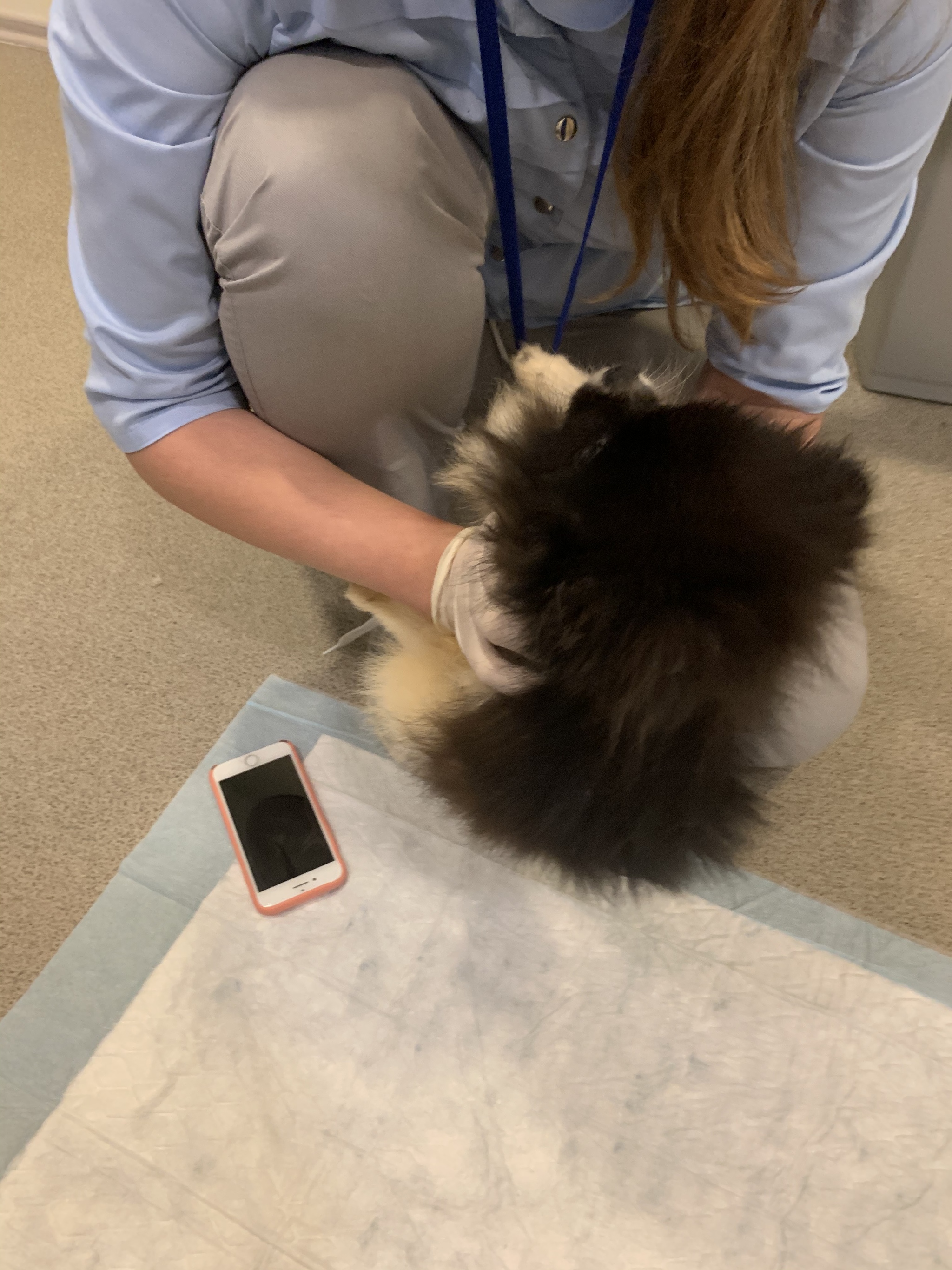 Reply to the post “We have a new euthanasia refuser - a 6-month-old Spitz puppy after an attack by another dog. They took me for examination. - My, Dog, Spitz, Animal Rescue, Pets, Pomeranian, Puppies, Video, Reply to post, Longpost