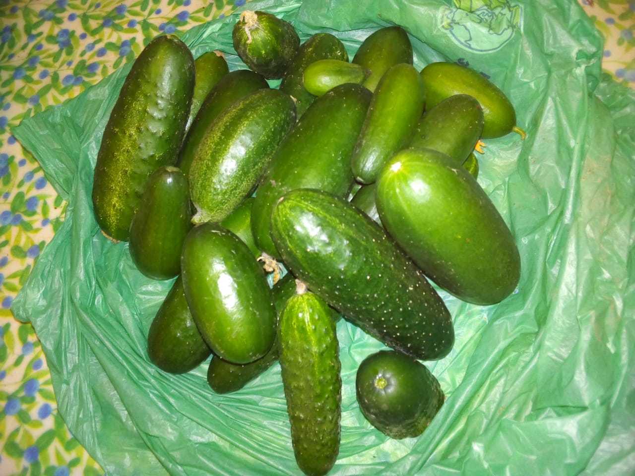 Autumn gift - Autumn, Cucumbers, Presents