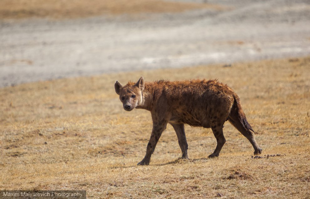 Hyena with a wet tail on a morning walk - Hyena, Wild animals, Africa, Tanzania, National park, Wet Fur, wildlife