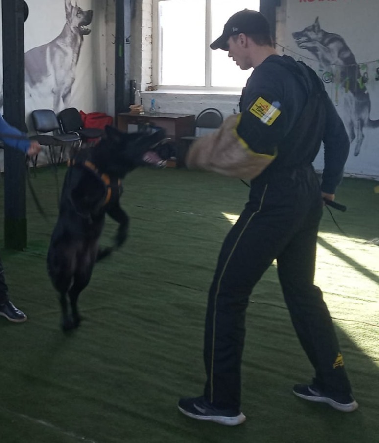 First lesson of ZKS - My, Dog, German Shepherd, Protection, Longpost, Cynology