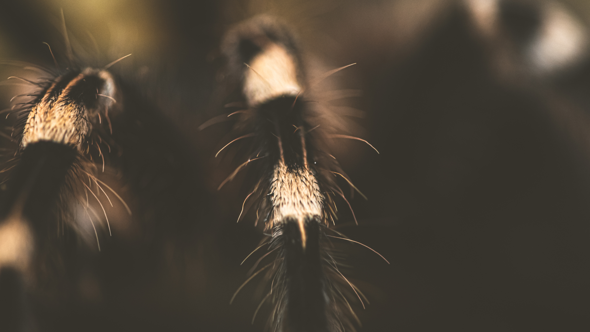 Spider legs - My, Insects, Macro, Macro photography, Spider, Details, The photo, Longpost