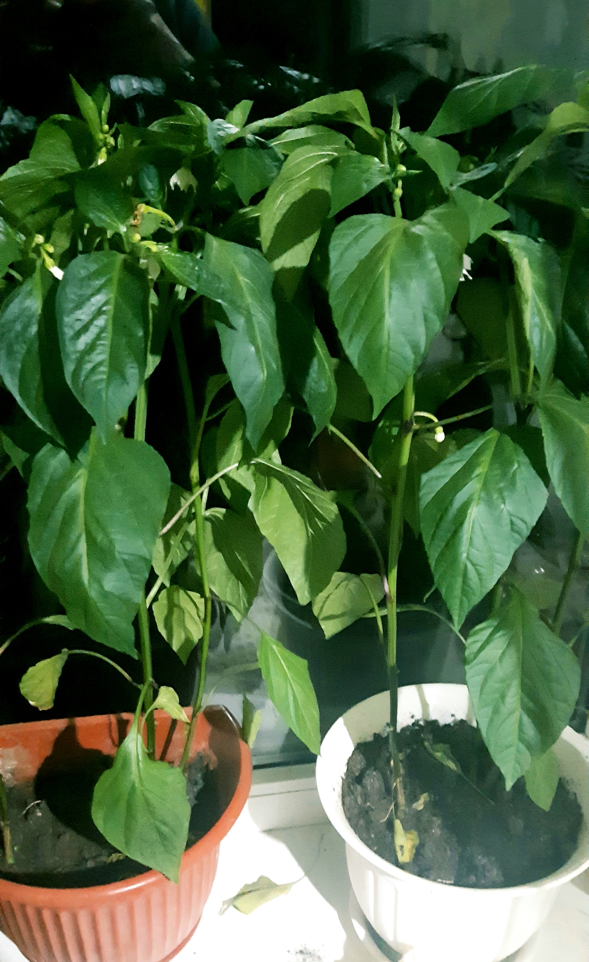 My pepper farming - My, Pepper farming, Hot peppers, Longpost