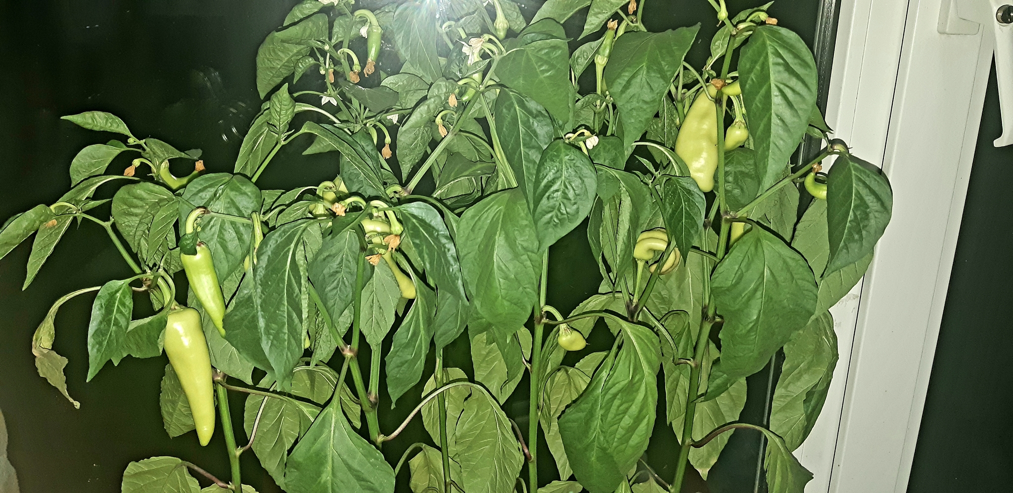 My pepper farming - My, Pepper farming, Hot peppers, Longpost