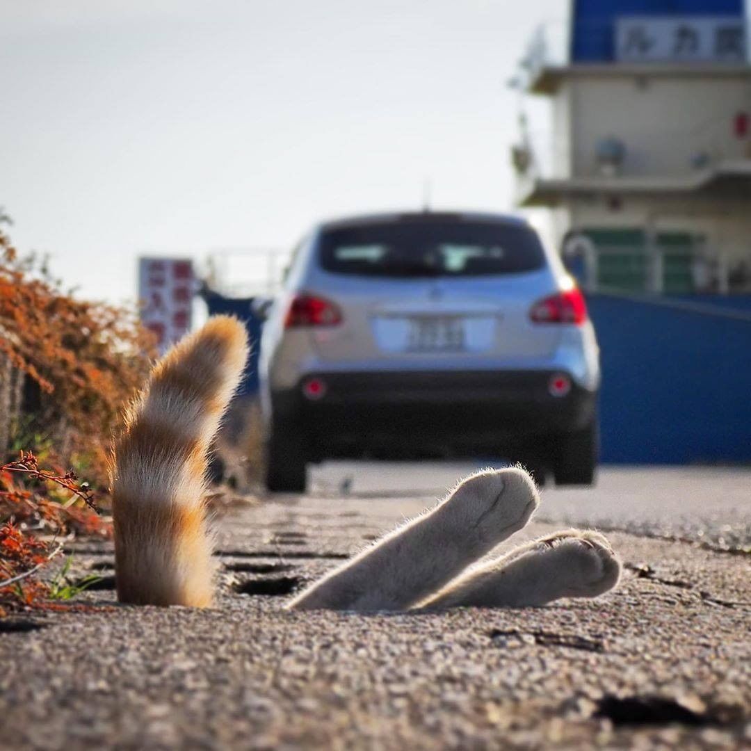 У вас тут кот прорастает - Кот, Фотография, Хвост, Длиннопост