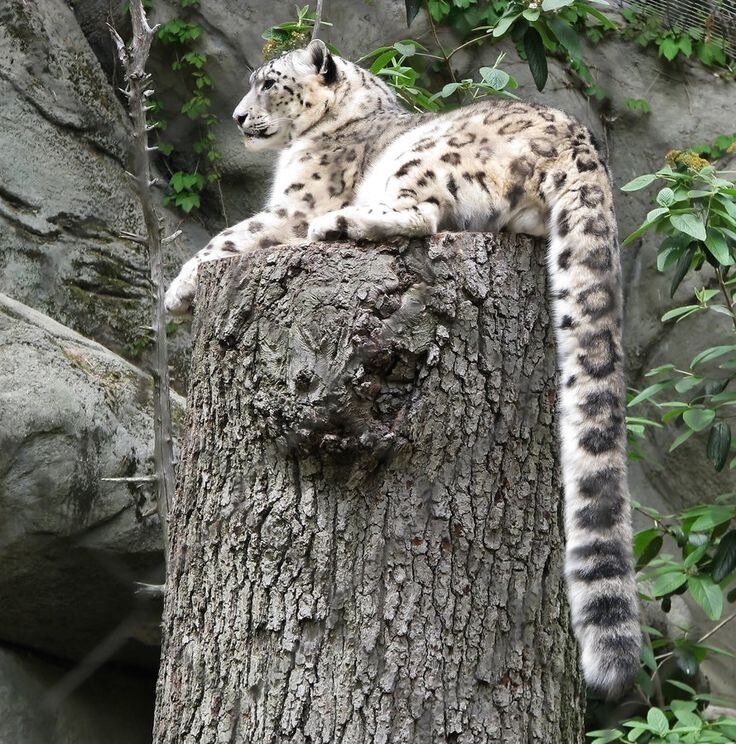 So why does a snow leopard chew its tail? - Snow Leopard, Animals, The photo, Video, Longpost, Big cats, Tail, Cat family, Predatory animals, Wild animals