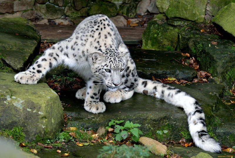 So why does a snow leopard chew its tail? - Snow Leopard, Animals, The photo, Video, Longpost, Big cats, Tail, Cat family, Predatory animals, Wild animals