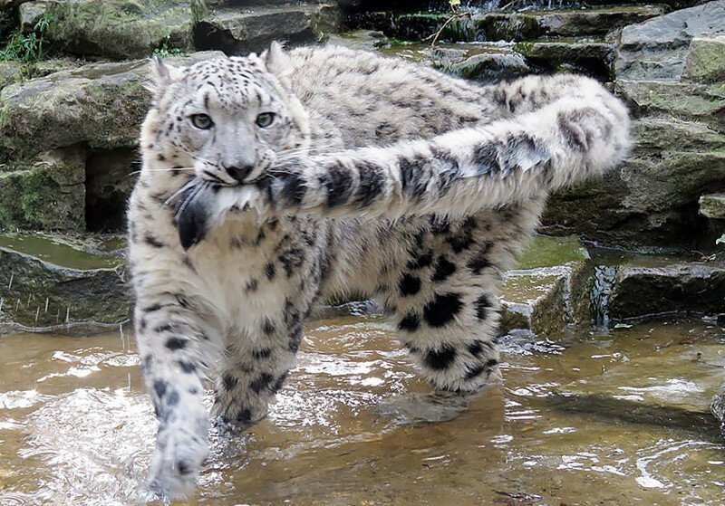 So why does a snow leopard chew its tail? - Snow Leopard, Animals, The photo, Video, Longpost, Big cats, Tail, Cat family, Predatory animals, Wild animals