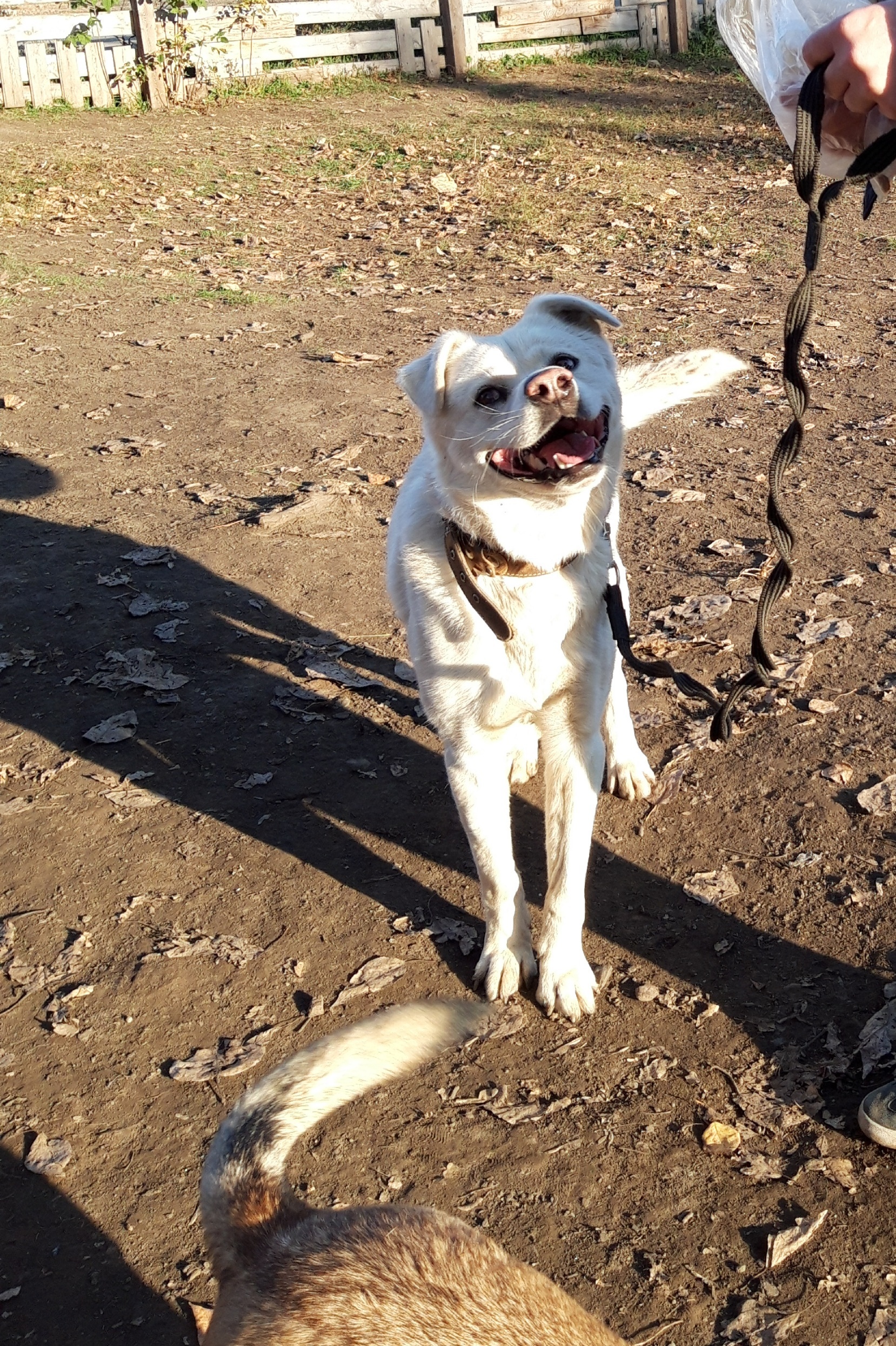 White Bill White Ear. And the nose looks like a pig - My, Dog, Barnaul, Shelter, Longpost, In good hands