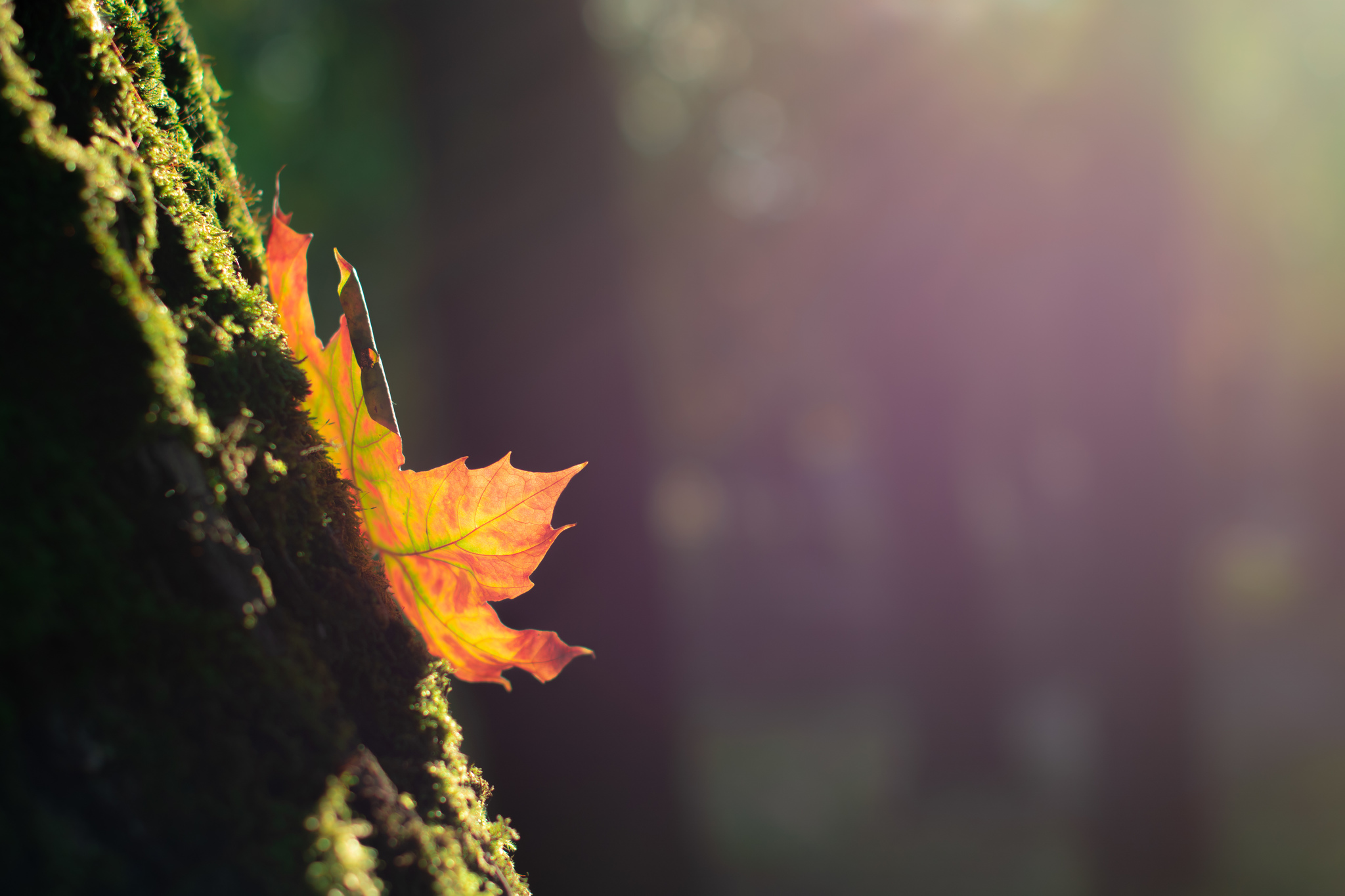 Осенний Свет Фото