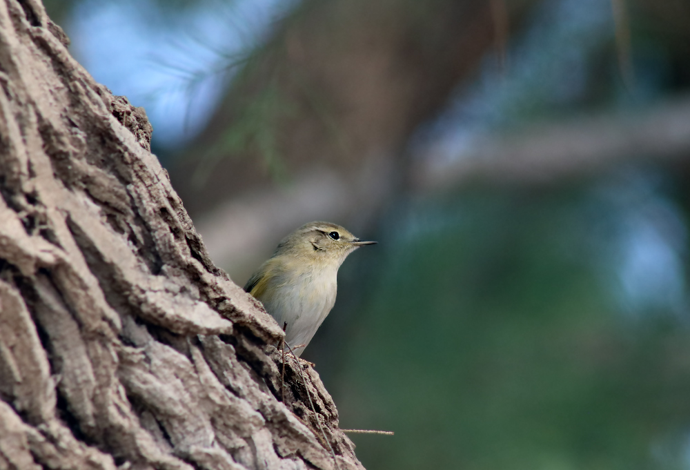 Small bird - My, The photo, Birds, Nature