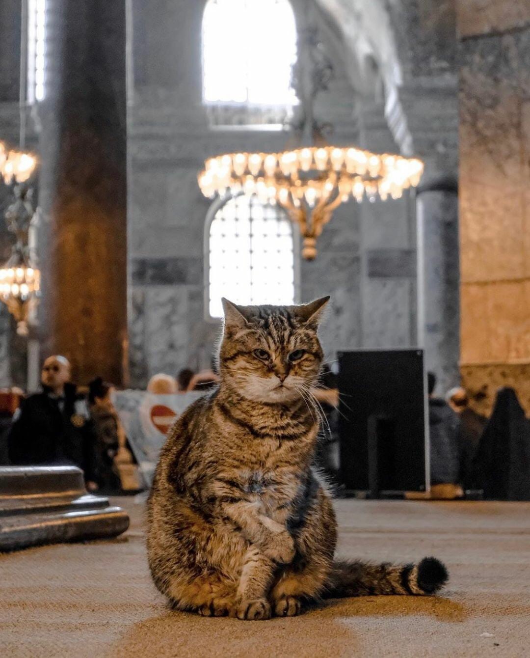 Paw print in the heart - cat, Kindness, Longpost, Death, Turkey, Saint Sophie Cathedral