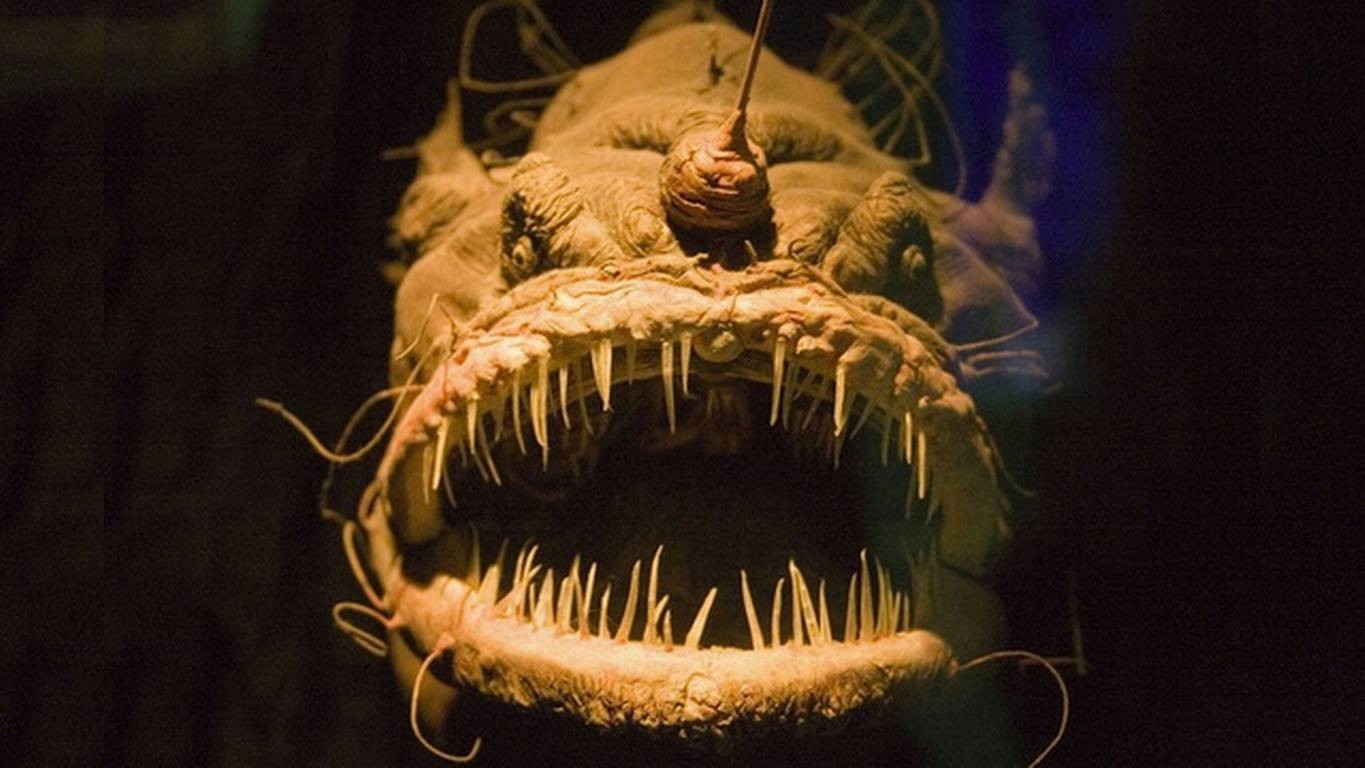 Several creepy inhabitants of the deep sea. Part 1 - Ocean, Sea, Inhabitants, The photo, Longpost, Animals