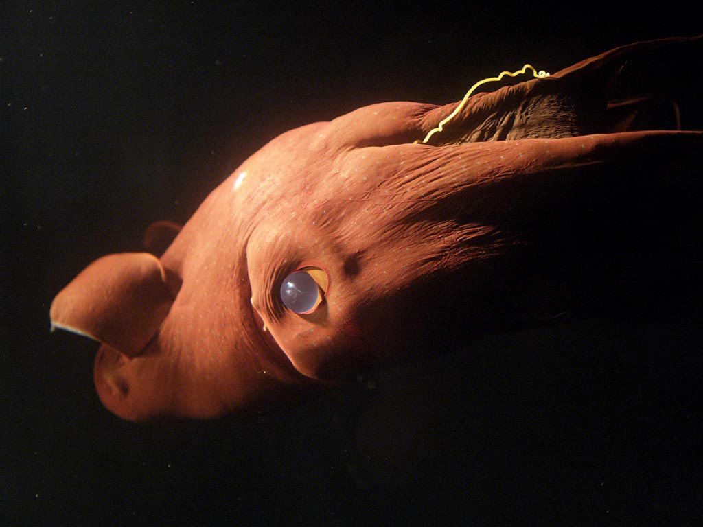 Several creepy inhabitants of the deep sea. Part 1 - Ocean, Sea, Inhabitants, The photo, Longpost, Animals