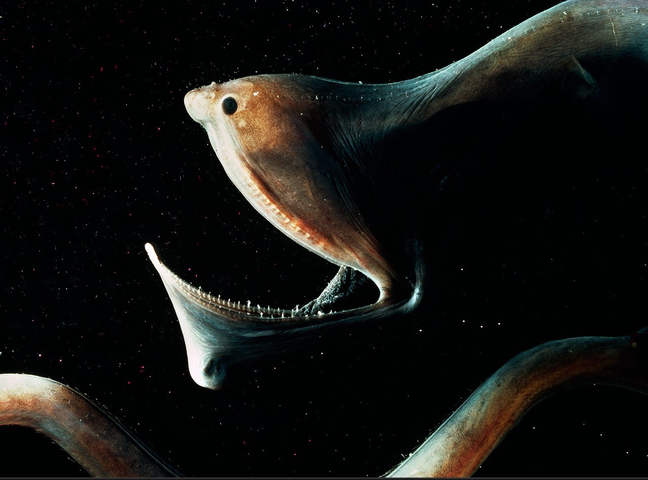 Several creepy inhabitants of the deep sea. Part 2 - Ocean, Sea, Inhabitants, The photo, GIF, Longpost, Animals