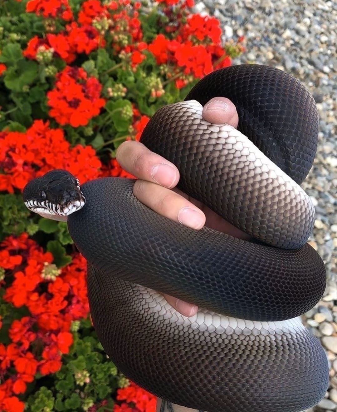 The southern white-lipped python is definitely one of the most beautiful snakes - Snake, beauty, The photo, Nature, beauty of nature, Animals, Wild animals, Longpost