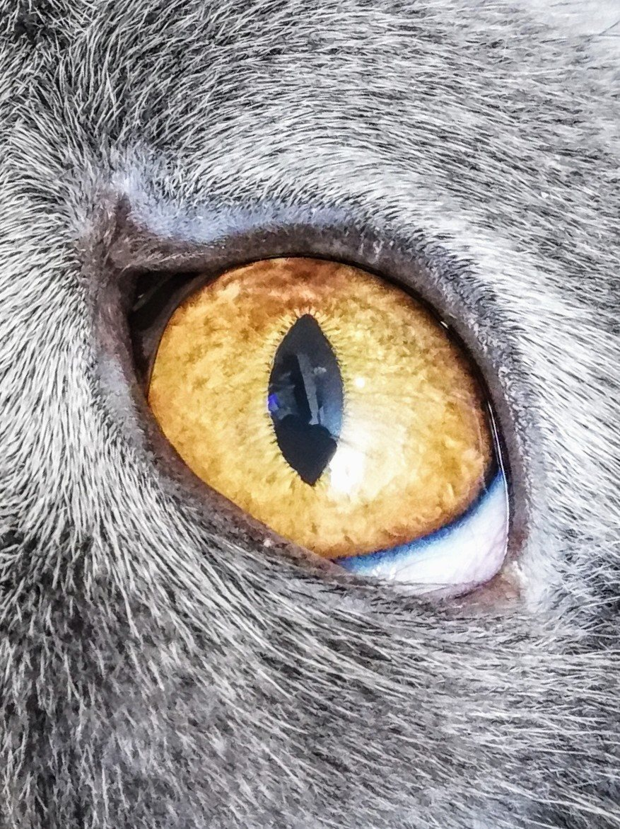 The Eye of Sauron sees you. Always. Everywhere - My, cat, Eyes, Eye of Sauron, Close-up, Longpost