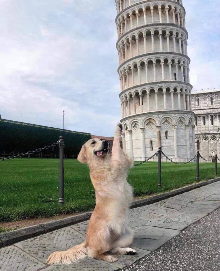 Well, at least some nice variety among the same type of photos - Dog, Leaning tower of pisa, Milota, Golden retriever